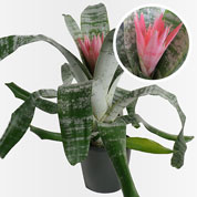 Bromeliad 'Primera' + Anthracite Cachepot